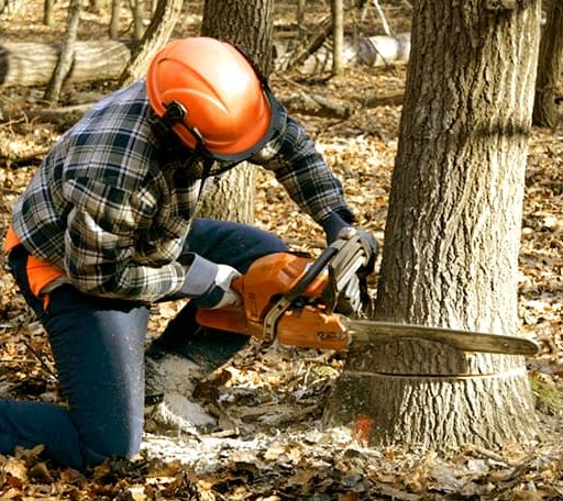 Tree Removal in Giddings, TX